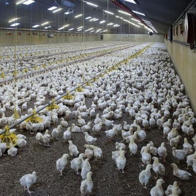 Anti Caking Organic Magnesium Methionine Chelate Shorten Estrus Cycle