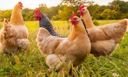 C1232 Applies Chelatrix Layer C1232 Powder Form Strong Shell Treasure