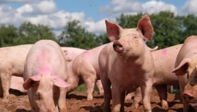 Disease Resistance Nourishing Function Enrich Blood Animal Feed Premix