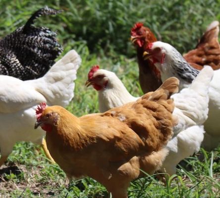 Inorganic Trace Minerals Cobalt Chloride For Feed Additives 57A5