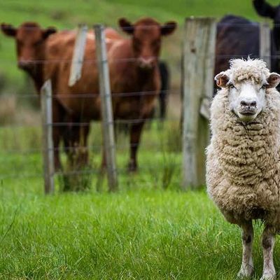 TQ602 Chelated Trace Elements Disease Resistance Zinc Hydroxymethione GMP