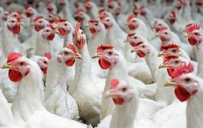 Chelatrix Broiler Mineral Premix YD1 Feed Additives