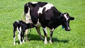 Anti Caking Glycinate Copper Chelate Gly 17% Chelated Trace Minerals Good Fluidity