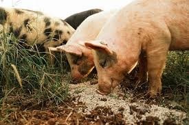 C5H11NO6S2ZN Chelated Trace Minerals Zinc Methionine Powder Anti Caking