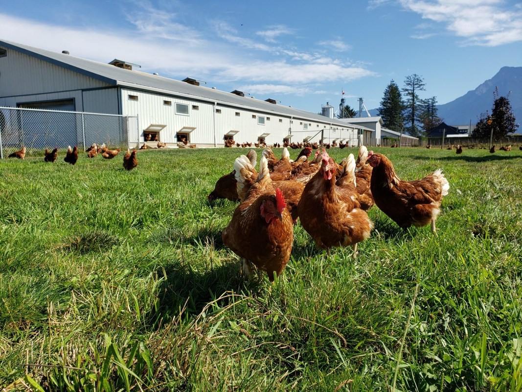 C5H11NO6S2ZN Zinc Methionine Powder 25kg/Bag Methionine Chelate GMP