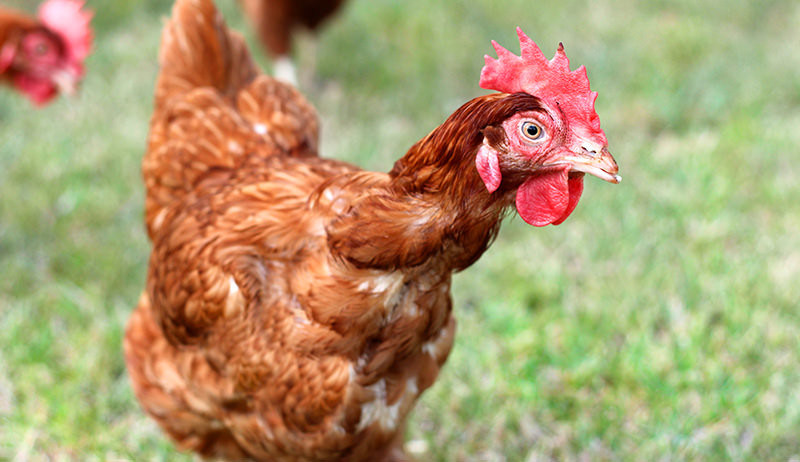 High Biological Value Sulfate Salts Mg2 15% Magnesium Sulfate Monohydrate