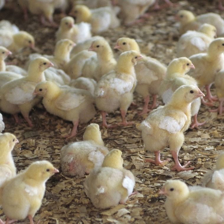 58C 1 Calcium Iodate GMP Inorganic Trace Minerals For Feed Additives