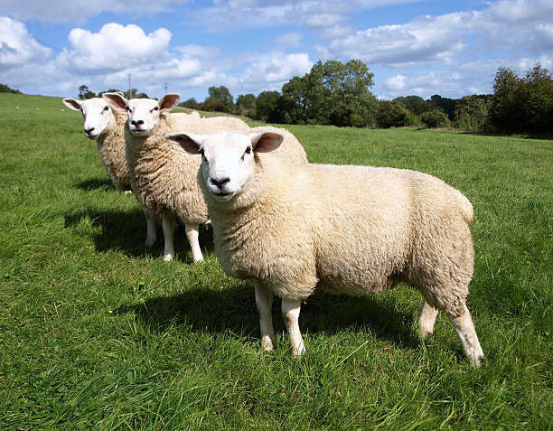 Ruminant Universal Compound Premix Feed Licking Brick LU-100 Cattle And Sheep